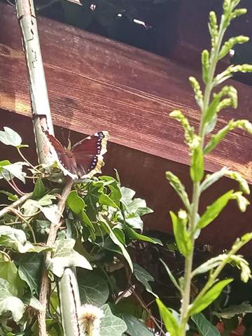 - (Natur, Insekten, Schmetterling)