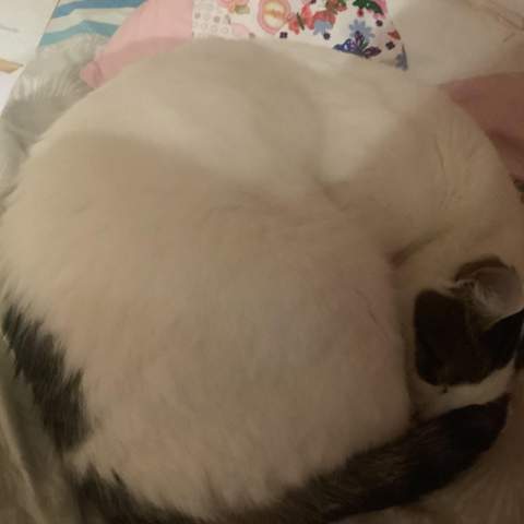 - (Tiere, Hund, Katze)