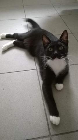 - (Tiere, Hund, Katze)