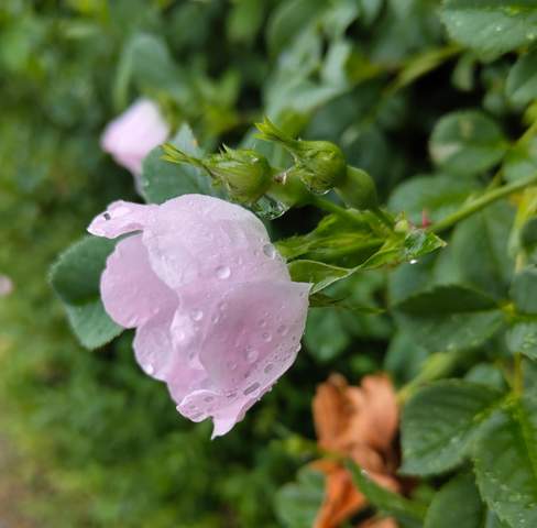 - (Bilder, Foto)