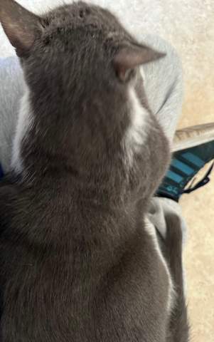 - (Kater, Hauskatze, Katzenverhalten)