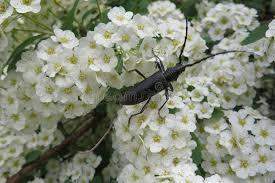 - (Käfer, Insektenbestimmung, Käferart)