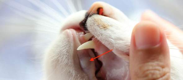 - (Katze, Tierarzt, Katzenjunges)