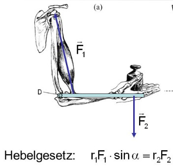 - (Physik, Muskeln, rechnen)