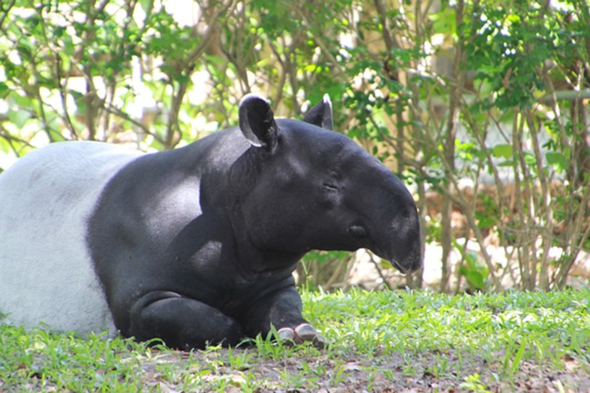 - (Zimmerpflanzen, tapir)