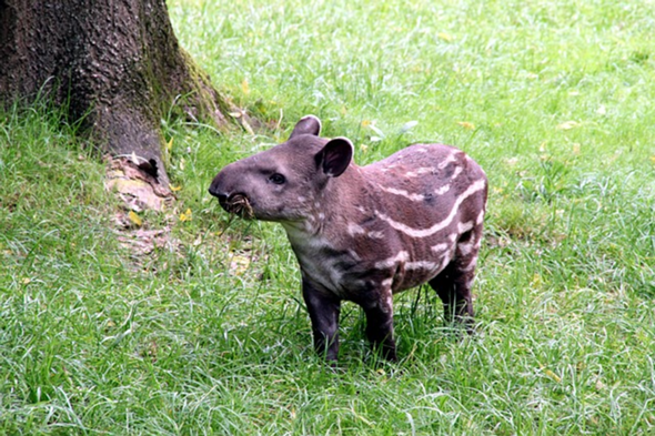 - (Zimmerpflanzen, tapir)