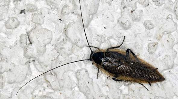 - (Insekten, Schädlinge, Ungeziefer)