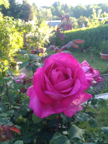 - (Liebe, Sex, Menschen)