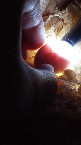 - (Tierhaltung, Eier, Huhn)