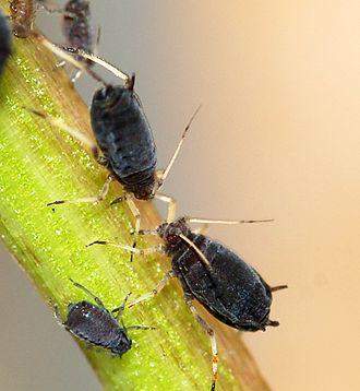 - (Pflanzen, Garten, Insekten)