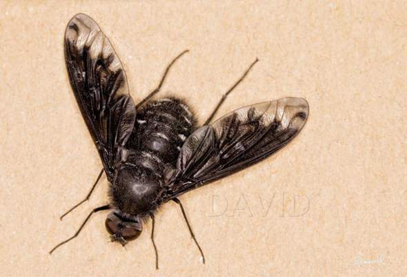 - (Insekten, Insektenbestimmung)