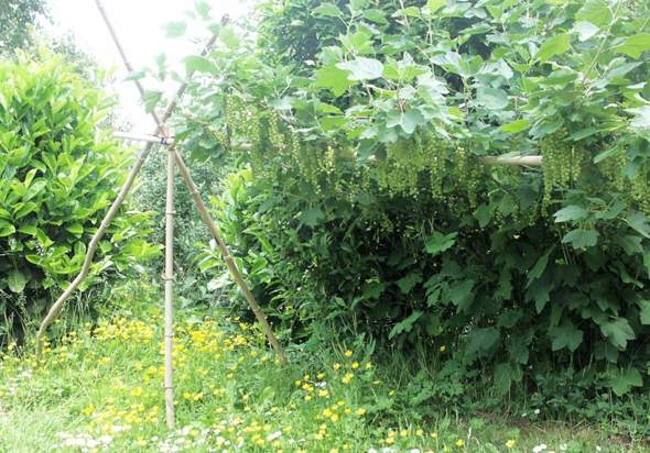- (Obst, Baum, Pflanzenpflege)