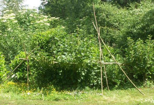- (Obst, Baum, Pflanzenpflege)