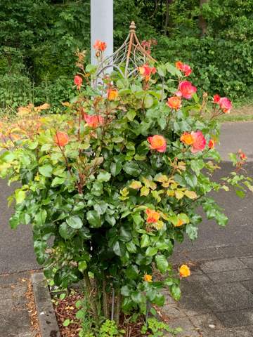 - (Menschen, Garten, Balkon)