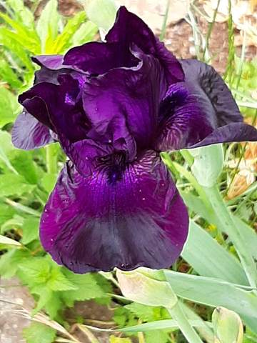 - (Blumen, Botanik)