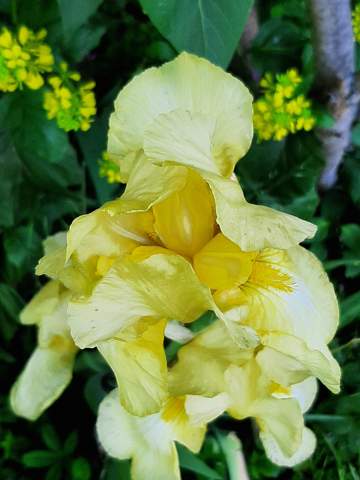 - (Blumen, Botanik)