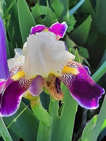 - (Blumen, Botanik)