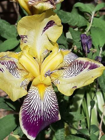 - (Blumen, Botanik)