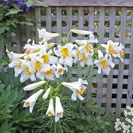 - (Blumen, Botanik)