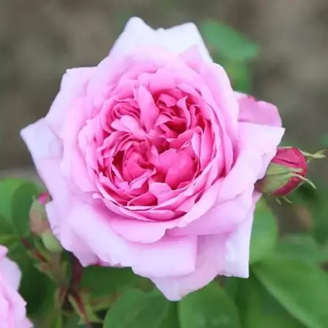 - (Blumen, Botanik)