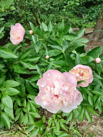 - (Blumen, Botanik)