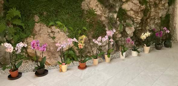- (Blumen, Zimmerpflanzen)