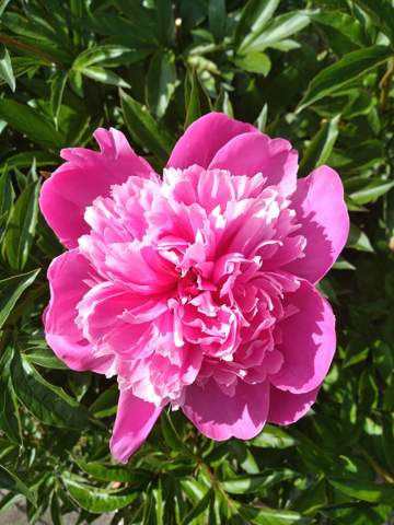 - (Blumen, Zimmerpflanzen)