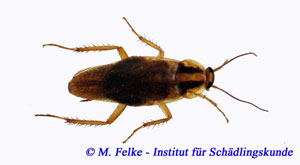 - (Insekten, Ungeziefer, Insektenbestimmung)