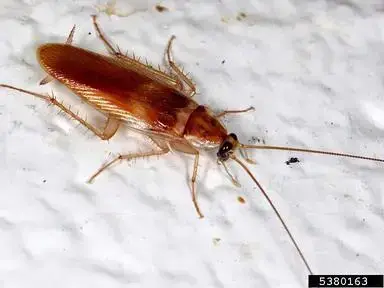 - (Insekten, Ungeziefer, Insektenbestimmung)