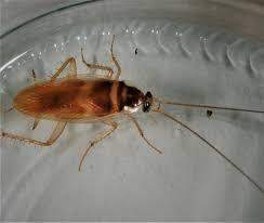 - (Insekten, Ungeziefer, Insektenbestimmung)