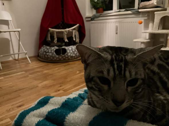 Bild zum Beitrag