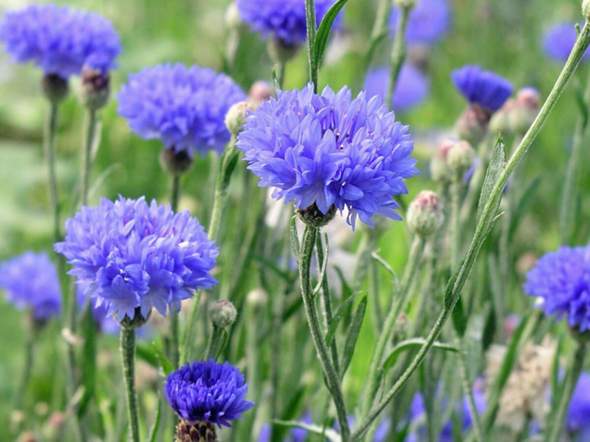 - (Pflanzen, Garten, Natur)