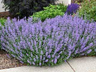 - (Pflanzen, Garten, Natur)