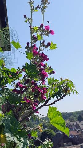 - (Pflanzen, Garten, Natur)