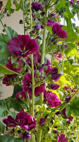 - (Pflanzen, Garten, Natur)