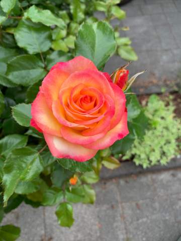 - (Pflanzen, Garten, Natur)