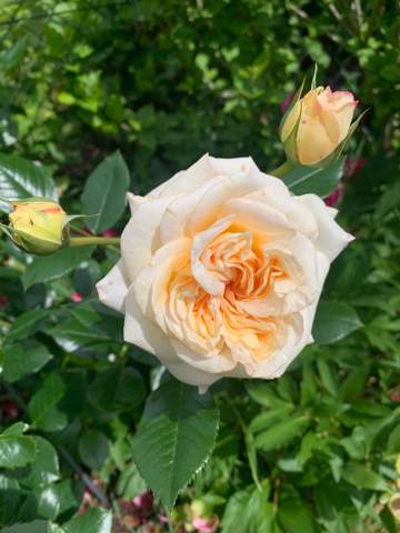 - (Pflanzen, Garten, Natur)