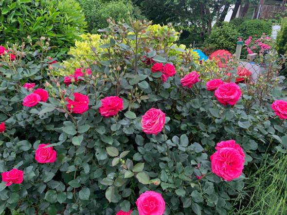 - (Pflanzen, Garten, Natur)
