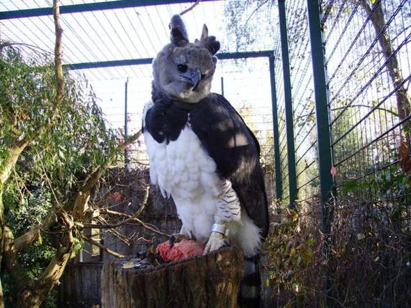 - (Vögel, Lieblingstier)
