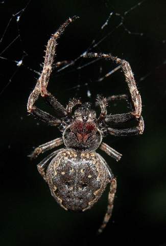- (Spinnentiere, Krabbeltiere, Hausspinne)