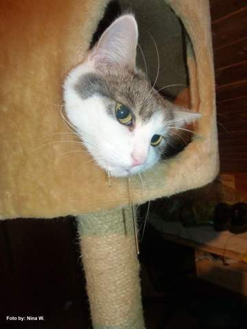 - (Katze, Tierarzt, Tiermedizin)