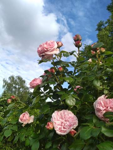 - (Liebe, Freundschaft, Menschen)