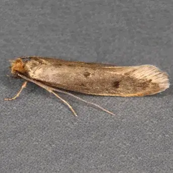 - (Insekten, Schädlinge, Ungeziefer)