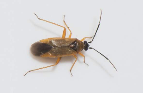 - (Insekten, Schädlinge, Insektenbestimmung)