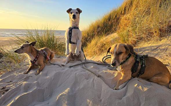 - (Tierhaltung, Hundeerziehung, Hundehaltung)