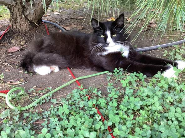 - (Kater, Katzenjunges, artgerechte Haltung)