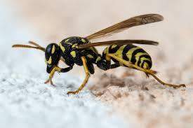 - (Insekten, Bienen, Wespen)