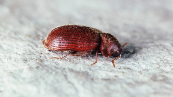 - (Tiere, Wohnung, Insekten)