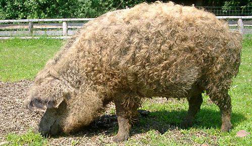 - (Tiere, Wildtiere, Schwein)