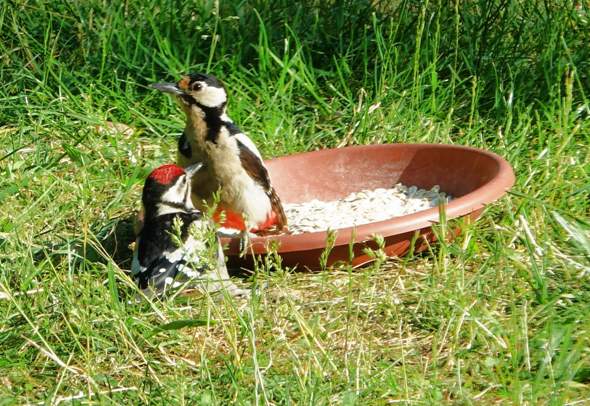 - (Krankheit, Vögel, Ornithologie)
